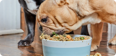 5 Things To Sniff Out When Buying Kibble