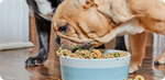 5 Things To Sniff Out When Buying Kibble
